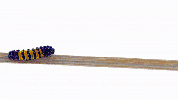 GIF_Transformación Natural Digitalizacion Proceso Comercial Automatizacion Acción Venta